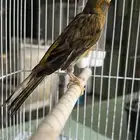 للبيع كناري