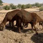 جذعان سواكن حمرية مرابي