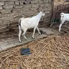 عنز للبيع