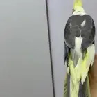 للبيع كروان مافي اي مرض صحة كويس اليف مايعض