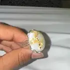 خاتم عقيق داؤودي