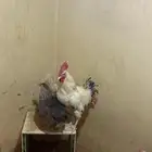 ديك