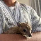 وبره نجديه اليفه