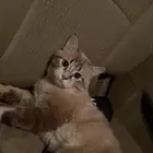 نضيف ما فيه اي أمراض صح ممتازه