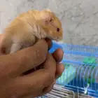 هامستر سوري