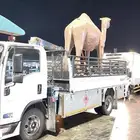 دينه للنقل الابل