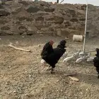 دجاج براهما