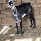عنز مقنى