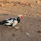 بط بح مسكوف مصري ذكور العدد 2