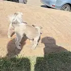 كلبين للبيع