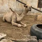 بكره العمر 9 شهور