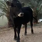 عجل عمر 5 شهور