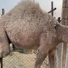 حشو لباني فاخر