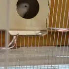 طيور ح ب للبيع مع بياضه واكل وقفص ومأكليات ومشربيات