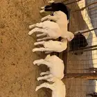 بهم تربيه وفيه شي يدغر