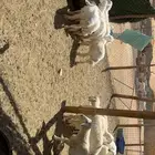 بهم تربيه