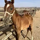 مهر شعبي كفو