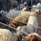 خرفان نعيم جذعان