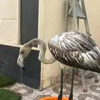 طير فلامنجو للبيع سنه صغير