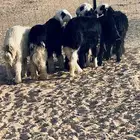 طليان نجد 3 خرفان و3 رخال طيبة اعمار 7 شهور وطالع