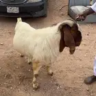 تيس بوركات صنف
