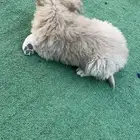 كلب سامويد للبيع