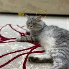 مكافاة ماليه 1500 ريال للي يلقاه