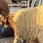 ذبايح ابو سعود مشروطة من كل شي