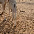 قعود قصب على الحليب
