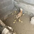 للبيع دجاجه مفرخه