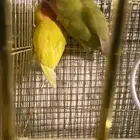 البيع جوز روز شرط صحه ونظافه شرط متناج