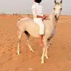 فرس شعبيه