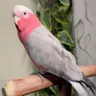 ببغاء كوكاتو قالا اليف ولعوب ومتكلم وهدد داخلي