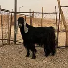 تيس فحل