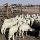 طليان ورخال تربيه مشروطه من العذاريب