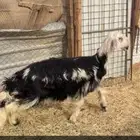 رخل نجديه طيبه