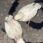 تم البيع الله يبارك