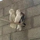 جوز بلجيكي