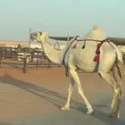 خلفه هديه تحتها قعود ولقحه البيع للتواصل