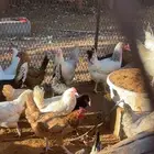 دجاج فاخر للبيع (تم البيع)