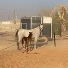 فرس واهو معه مهره   تم البيع