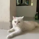 قطة هملايا ذكر للتزاوج