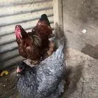 جوز دجاج براهما