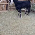 تيس فحل وعنز دافع عوارض