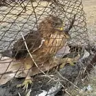 طير عقاب للبيع