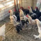 دجاج براهما ملون