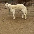 طلي فحل صنف الصنف