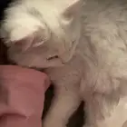 قطه للتزاوج