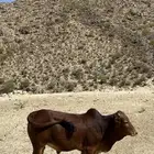 حسلان بلديه