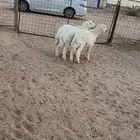 طليان حري